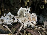 Kretzschmaria deusta image
