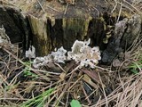 Kretzschmaria deusta image
