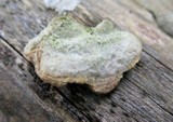 Trametes hirsuta image