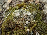 Cladonia pocillum image