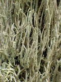 Cladonia subulata image