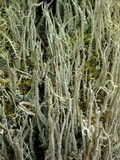 Cladonia subulata image