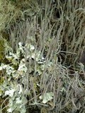 Cladonia subulata image