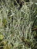 Cladonia subulata image