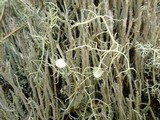 Usnea florida image