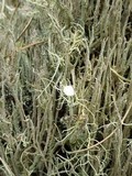 Usnea florida image