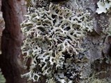 Hypogymnia tubulosa image