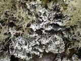 Hypogymnia physodes image