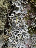 Hypogymnia physodes image