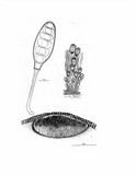 Pseudovalsa longipes image
