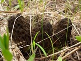 Morchella snyderi image