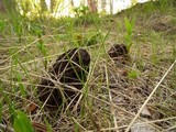 Morchella snyderi image