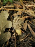 Morchella americana image