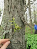Morchella americana image