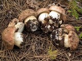 Boletus rex-veris image