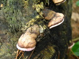 Rhodofomes cajanderi image