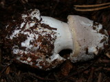 Amanita porphyria image