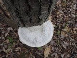 Trametes gibbosa image