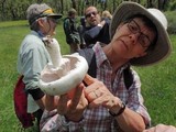 Agaricus arvensis image