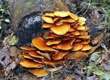 Gymnopilus lepidotus image