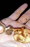 Gymnopilus lepidotus image