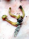 Gymnopilus lepidotus image