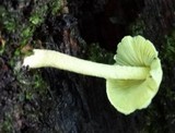 Leucoagaricus viridiflavoides image