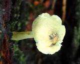 Leucoagaricus viridiflavoides image