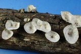 Poronidulus conchifer image
