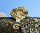 Poronidulus conchifer image