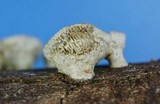 Poronidulus conchifer image
