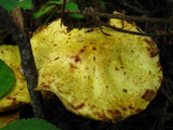 Suillus americanus image
