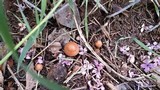Marasmius oreades image