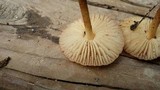 Marasmius oreades image