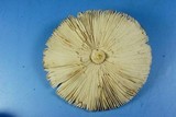Amanita sect. Vaginatae image