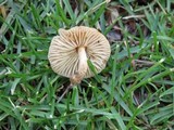 Marasmius oreades image