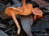 Cantharellus concinnus image