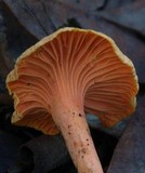 Cantharellus concinnus image