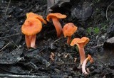 Cantharellus concinnus image