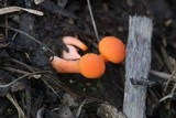 Cantharellus concinnus image
