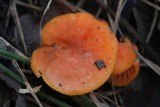 Cantharellus concinnus image