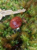 Pholiota peleae image
