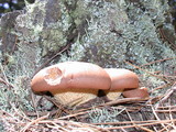 Tapinella atrotomentosa image