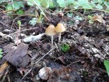 Psilocybe serbica image