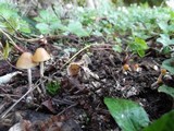 Psilocybe serbica image