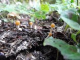 Psilocybe serbica image
