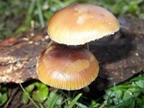Psilocybe serbica image