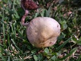 Psilocybe serbica image
