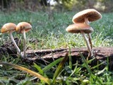 Psilocybe serbica image
