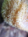 Lentinus bertieri image